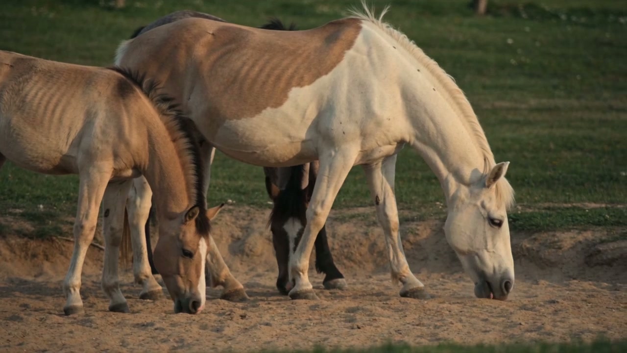 Les animaux du Village dans la prairie